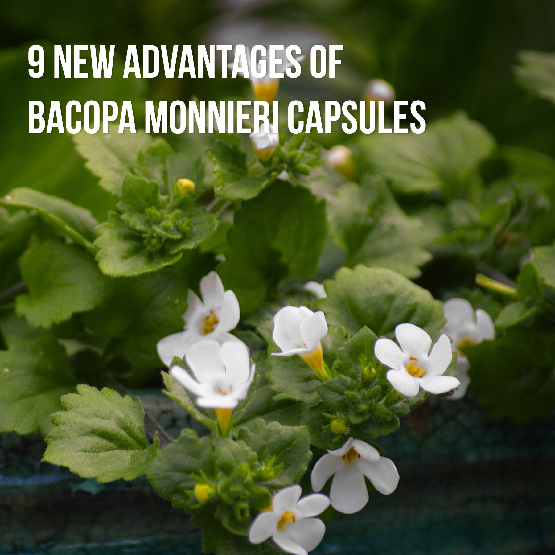 Advantages of Bacopa Monnieri Capsules