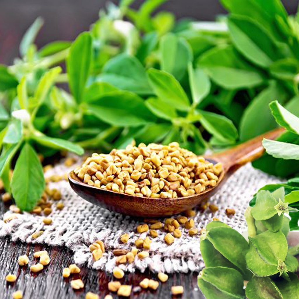 Unknown Facts of the Herbs Arjuna and Fenugreek